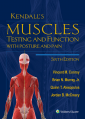 Muscles Testing and Function with Posture and Pain